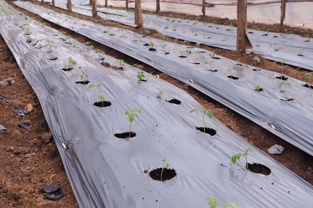 Màng phủ nilon kết hợp xơ mụn dừa giúp gốc cây ấm hơn.