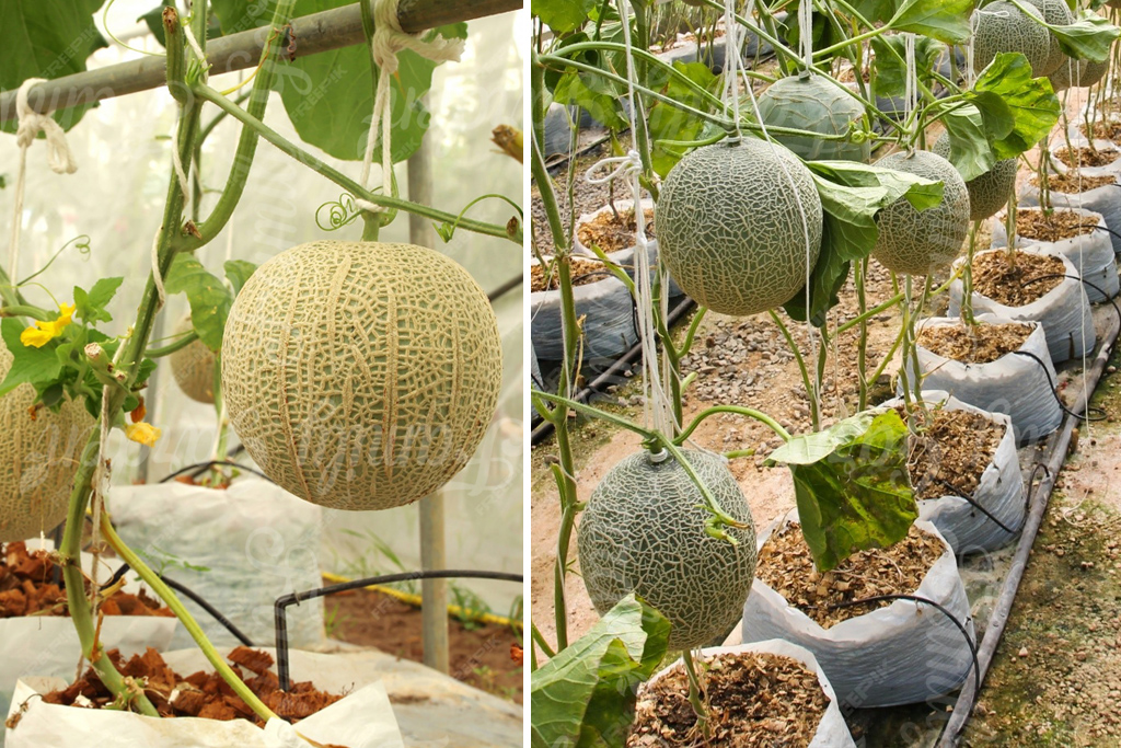 ung-dung-mun-dua-trong-thuy-canh-dua-luoi-cong-nghe-cao