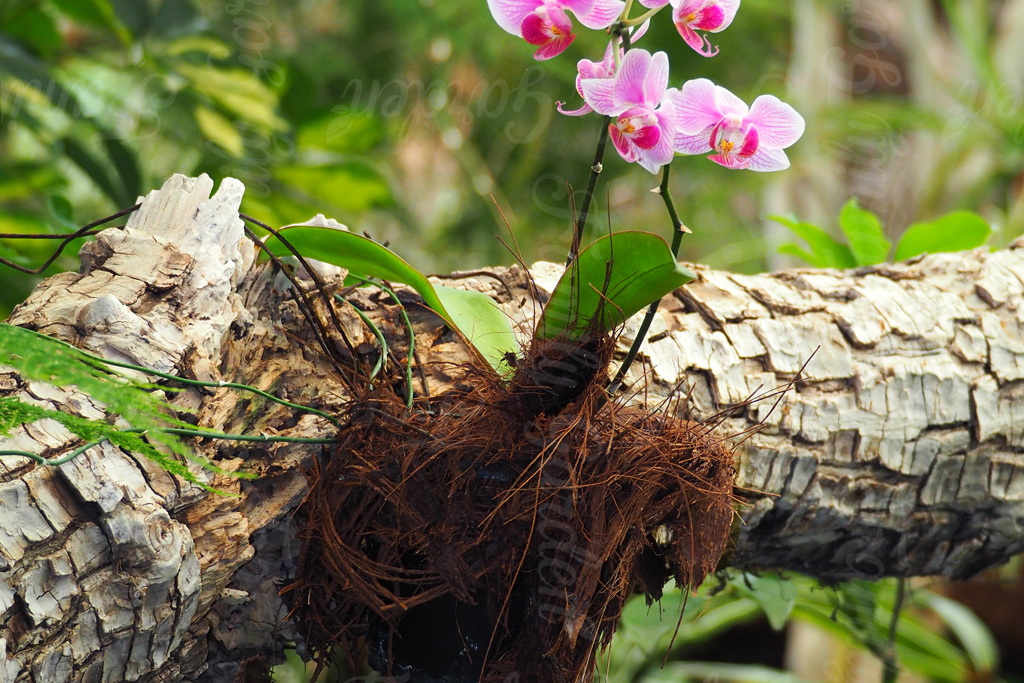 Xơ dừa sợi được bó quanh gốc lan ghép trên gỗ, giữ ẩm cho rễ trong giai đoạn đầu