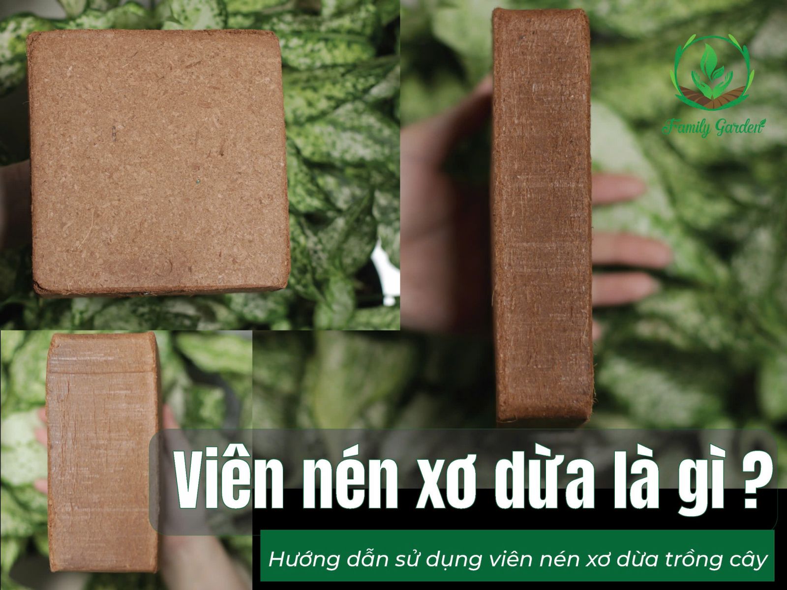 Viên nén xơ dừa 500gr